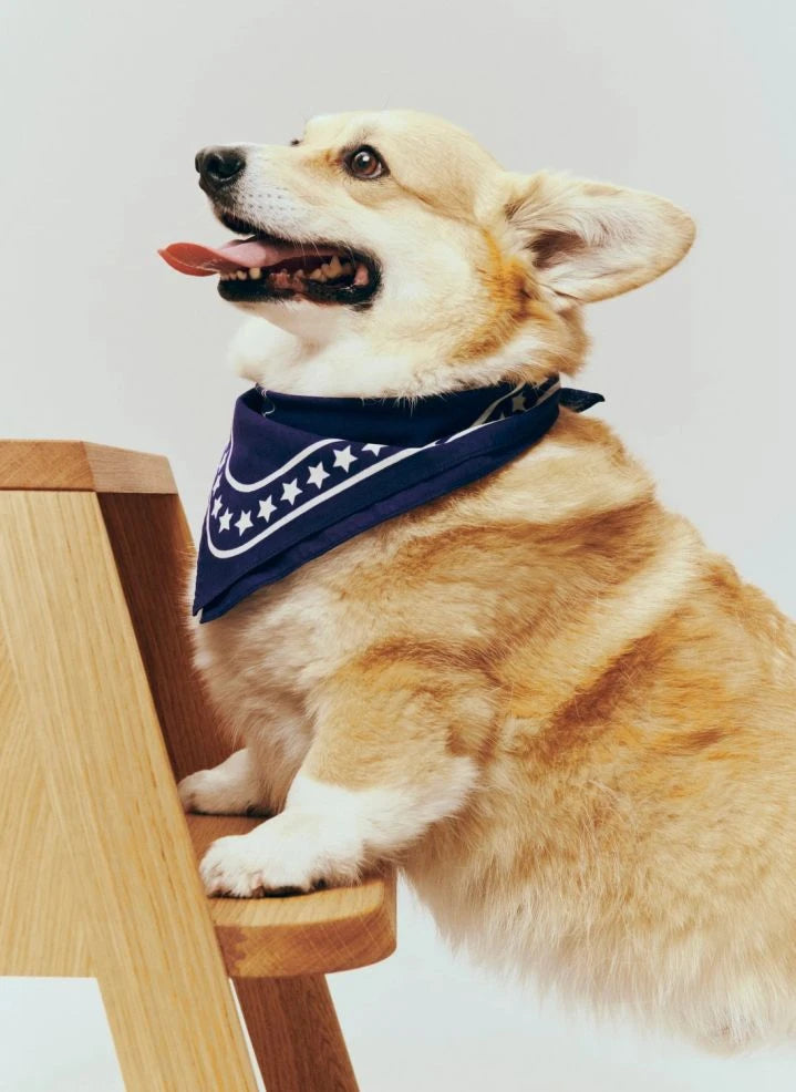 Hay - Dog bandana | Blue
